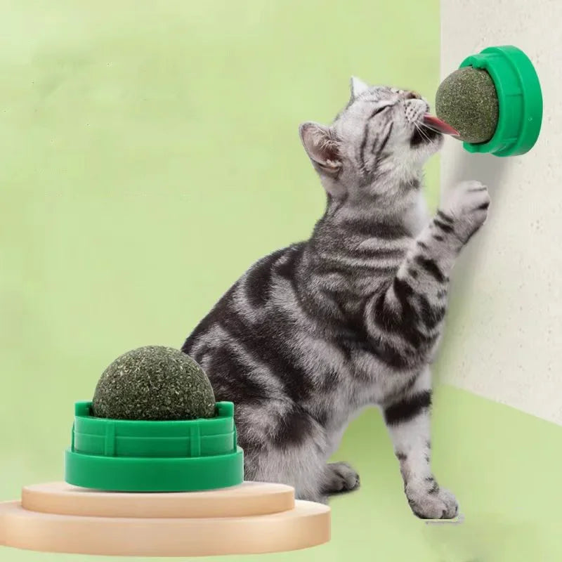 Cat Grass Snack